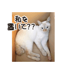 一番かわいい猫（個別スタンプ：28）