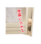 一番かわいい猫（個別スタンプ：40）