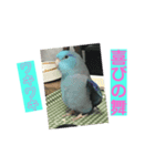 インコ:マメルリハのうにちゃん@3（個別スタンプ：2）