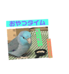 インコ:マメルリハのうにちゃん@3（個別スタンプ：3）