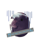 インコ:マメルリハのうにちゃん@3（個別スタンプ：4）