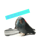 インコ:マメルリハのうにちゃん@3（個別スタンプ：8）