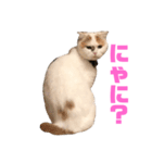 ベルを鳴らすプップちゃん（個別スタンプ：7）