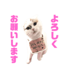ベルを鳴らすプップちゃん（個別スタンプ：8）