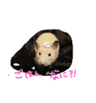 キンクマ   ぷーちゃんのスタンプ（個別スタンプ：4）