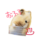 キンクマ   ぷーちゃんのスタンプ（個別スタンプ：10）