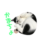 ショコラにゃん（個別スタンプ：2）