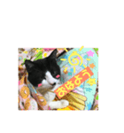 ショコラにゃん（個別スタンプ：13）