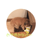チャっちゃんははなくろスタンプ（個別スタンプ：8）