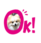 ベルルです（個別スタンプ：3）