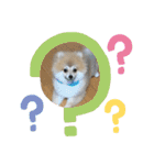 ベルルです（個別スタンプ：6）