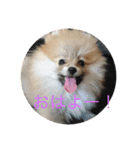 ベルルです（個別スタンプ：8）