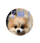 ベルルです（個別スタンプ：9）
