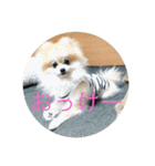 ベルルです（個別スタンプ：10）