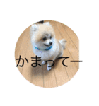 ベルルです（個別スタンプ：11）