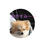 ベルルです（個別スタンプ：15）