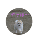ベルルです（個別スタンプ：16）