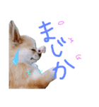 OhanaとPoloのスタンプ（個別スタンプ：1）