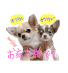 OhanaとPoloのスタンプ（個別スタンプ：2）