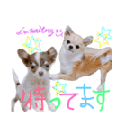 OhanaとPoloのスタンプ（個別スタンプ：6）