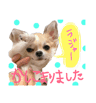 OhanaとPoloのスタンプ（個別スタンプ：7）