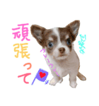 OhanaとPoloのスタンプ（個別スタンプ：9）