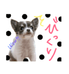 OhanaとPoloのスタンプ（個別スタンプ：14）