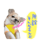 OhanaとPoloのスタンプ（個別スタンプ：15）