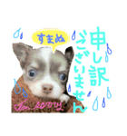 OhanaとPoloのスタンプ（個別スタンプ：16）