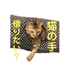 リアル猫スタンプ 三毛と麦わら（個別スタンプ：14）