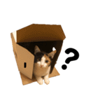 リアル猫スタンプ 三毛と麦わら（個別スタンプ：15）