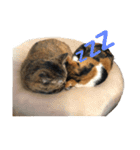 リアル猫スタンプ 三毛と麦わら（個別スタンプ：21）