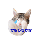 くわちゃんスタンプ①（個別スタンプ：2）