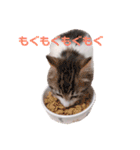 くわちゃんスタンプ①（個別スタンプ：4）