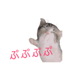 くわちゃんスタンプ①（個別スタンプ：10）