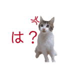 くわちゃんスタンプ①（個別スタンプ：11）