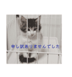 くわちゃんスタンプ①（個別スタンプ：14）