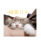 くわちゃんスタンプ①（個別スタンプ：15）