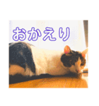 デイジー＆モコ（個別スタンプ：5）
