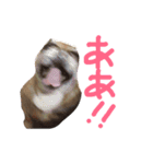 フレンチブルドックデール（個別スタンプ：2）
