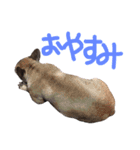 フレンチブルドックデール（個別スタンプ：4）