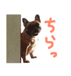 フレンチブルドックデール（個別スタンプ：5）