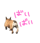 フレンチブルドックデール（個別スタンプ：6）