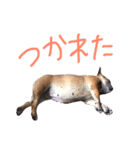 フレンチブルドックデール（個別スタンプ：10）