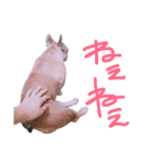 フレンチブルドックデール（個別スタンプ：12）