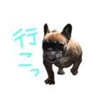 フレンチブルドックデール（個別スタンプ：14）