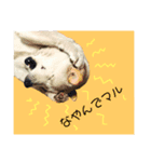 犬にも感情があるのだ！（個別スタンプ：1）