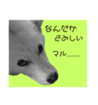犬にも感情があるのだ！（個別スタンプ：3）
