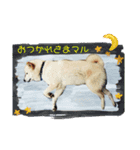犬にも感情があるのだ！（個別スタンプ：5）