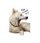 犬にも感情があるのだ！（個別スタンプ：8）